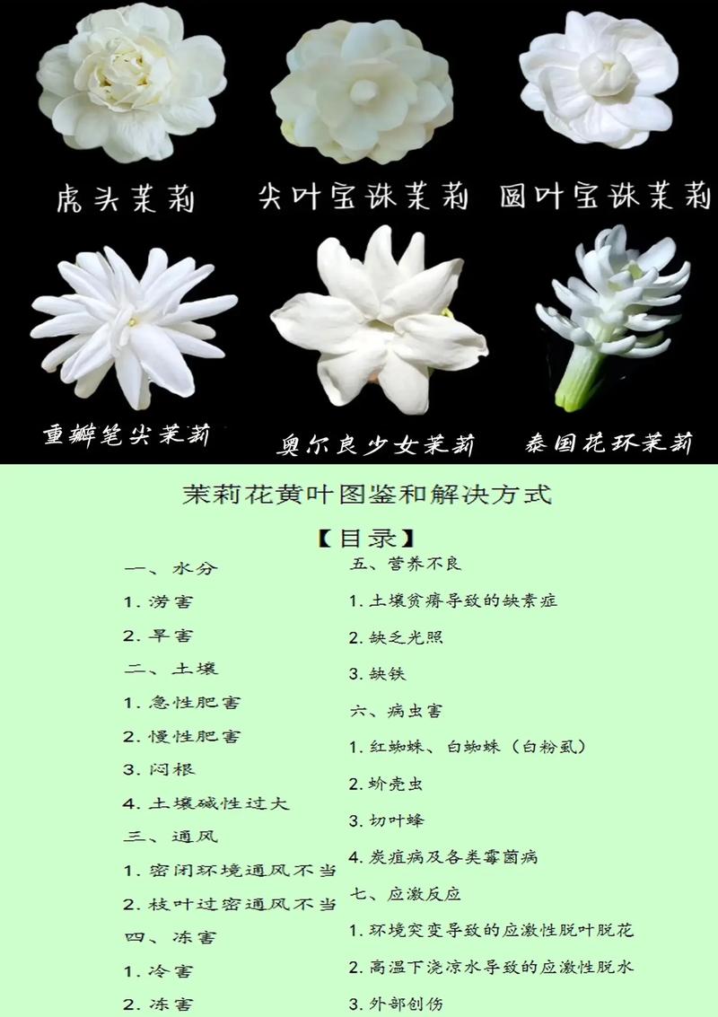 茉莉进锅煮一煮？茉莉用开水泡吗？-第6张图片-优品飞百科