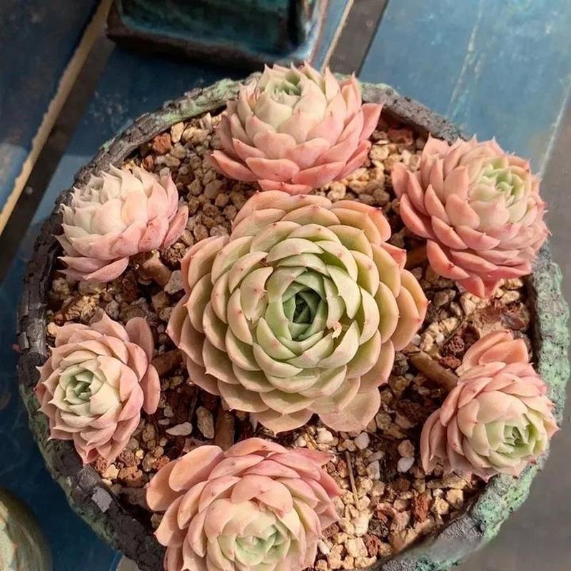 昂斯诺怎么养？昂斯诺的养殖方法和注意事项？-第2张图片-优品飞百科