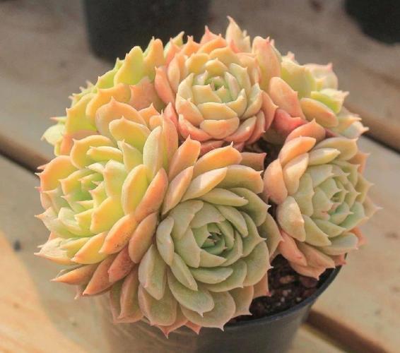 昂斯诺怎么养？昂斯诺的养殖方法和注意事项？-第4张图片-优品飞百科