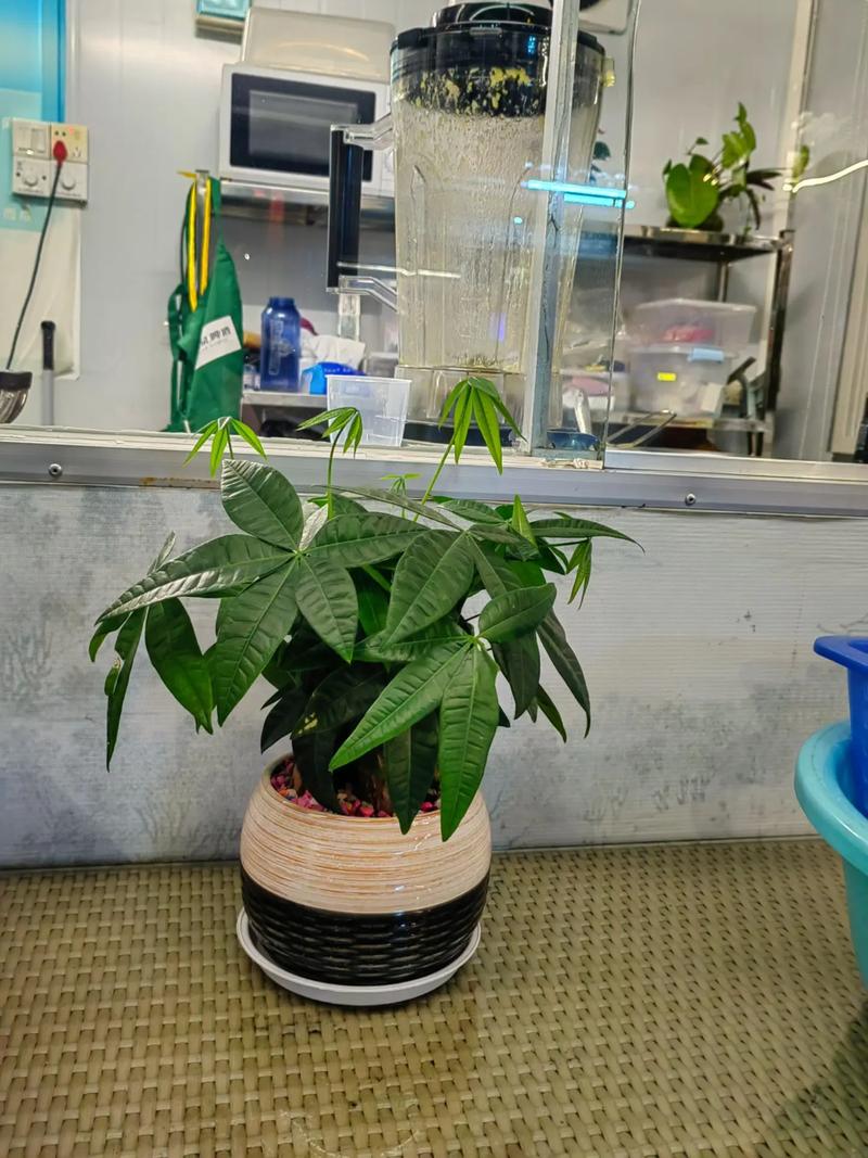发财树小苗多久能长大，发财树小苗多久能长大叶子？-第2张图片-优品飞百科