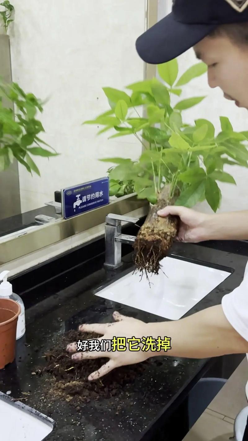 发财树小苗多久能长大，发财树小苗多久能长大叶子？-第4张图片-优品飞百科