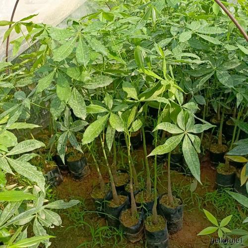 发财树小苗多久能长大，发财树小苗多久能长大叶子？-第6张图片-优品飞百科