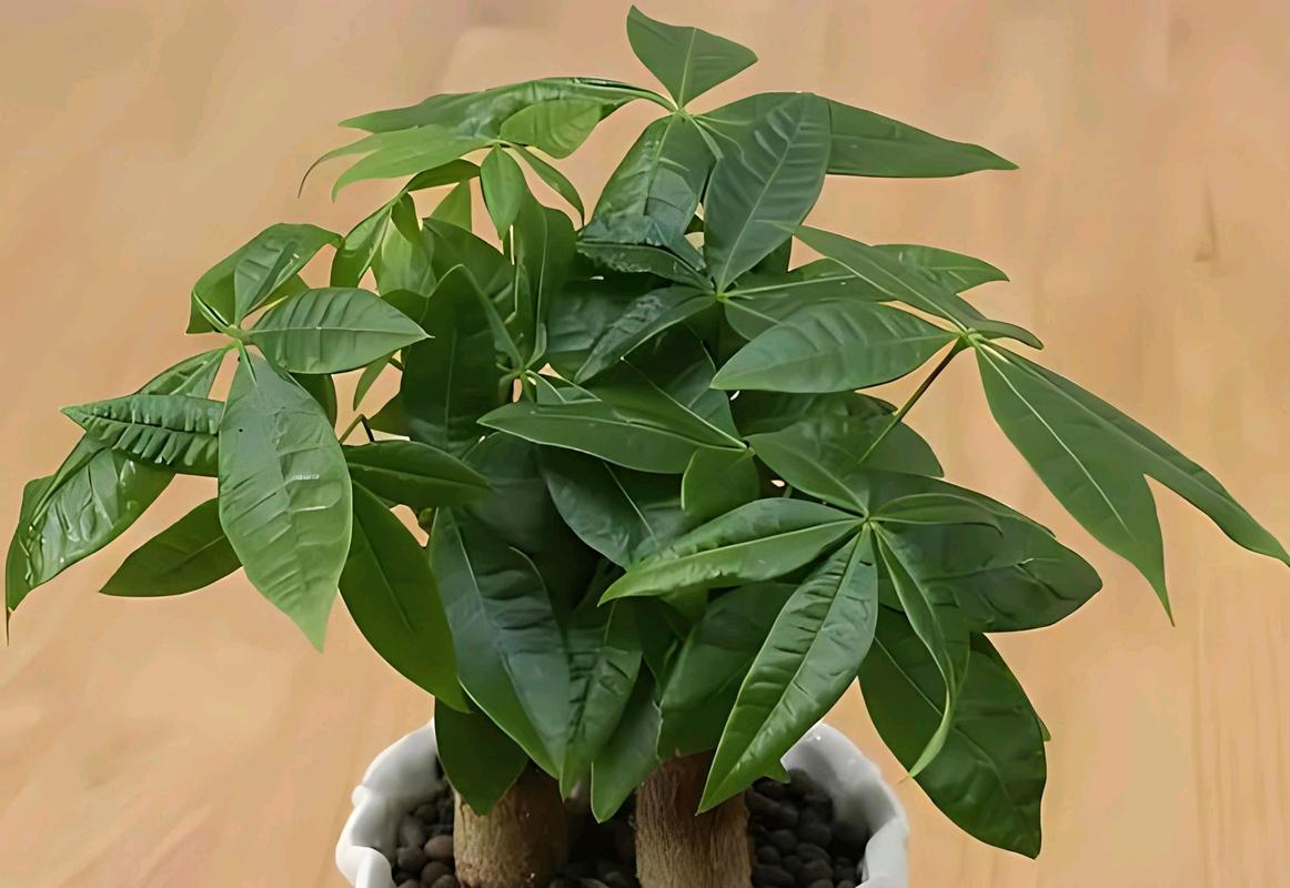 发财树小苗多久能长大，发财树小苗多久能长大叶子？-第7张图片-优品飞百科