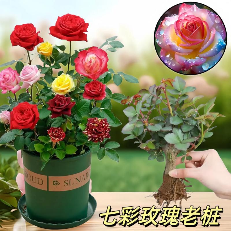 盆栽玫瑰花好养吗，盆栽玫瑰花可以养活多久？