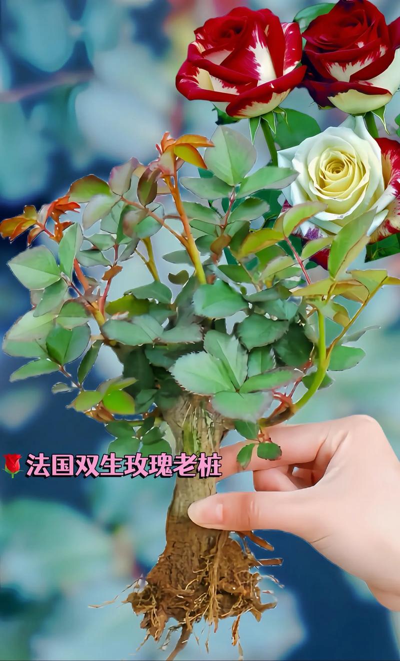 盆栽玫瑰花好养吗，盆栽玫瑰花可以养活多久？-第2张图片-优品飞百科