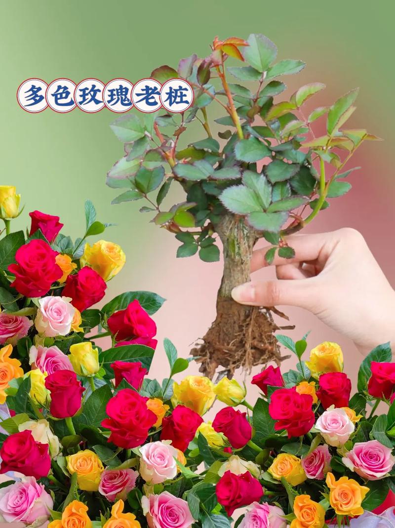 盆栽玫瑰花好养吗，盆栽玫瑰花可以养活多久？-第4张图片-优品飞百科