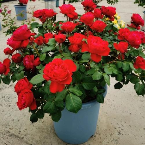 盆栽玫瑰花好养吗，盆栽玫瑰花可以养活多久？-第5张图片-优品飞百科