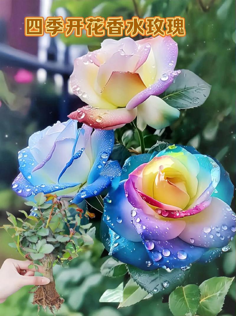 盆栽玫瑰花好养吗，盆栽玫瑰花可以养活多久？-第6张图片-优品飞百科