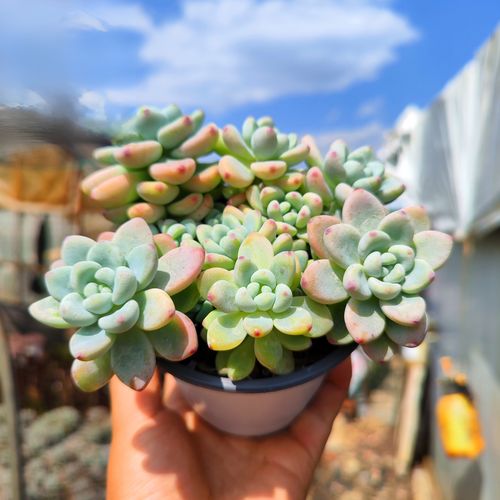 劳尔多肉怎么养？劳尔多肉怎么养才能又大又肥？-第2张图片-优品飞百科