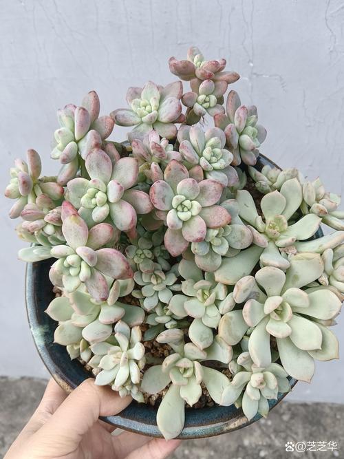 劳尔多肉怎么养？劳尔多肉怎么养才能又大又肥？-第5张图片-优品飞百科
