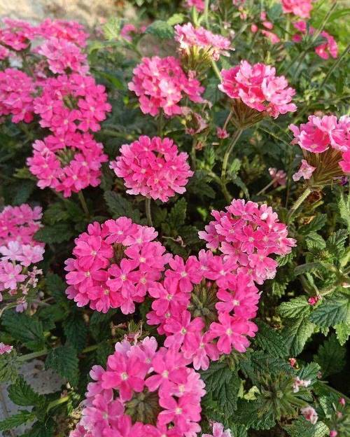 冬季美女樱怎么养？美女樱冬天室内开花吗？-第1张图片-优品飞百科