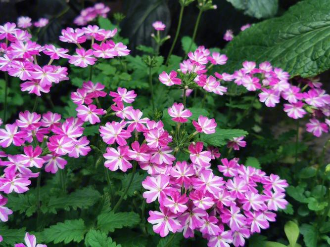 冬季美女樱怎么养？美女樱冬天室内开花吗？-第2张图片-优品飞百科