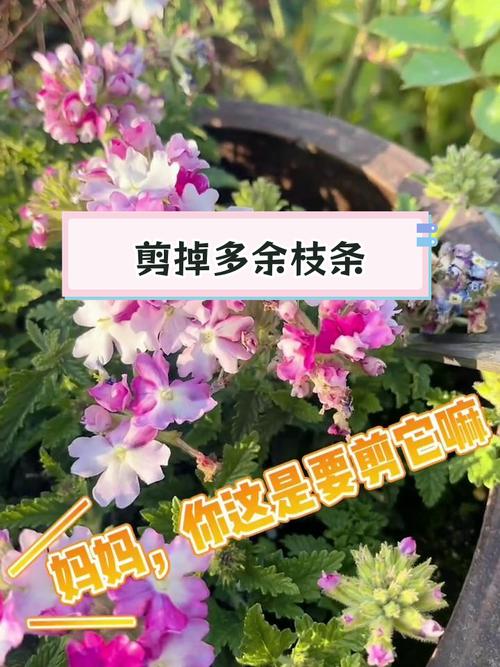 冬季美女樱怎么养？美女樱冬天室内开花吗？-第3张图片-优品飞百科