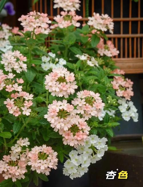 冬季美女樱怎么养？美女樱冬天室内开花吗？-第4张图片-优品飞百科