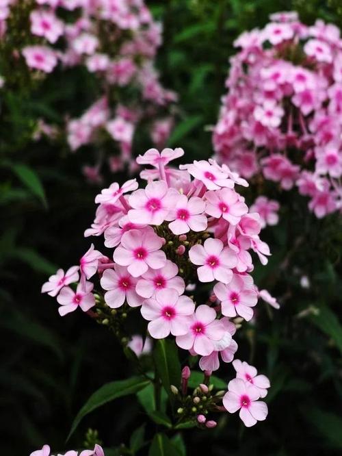 冬季美女樱怎么养？美女樱冬天室内开花吗？-第5张图片-优品飞百科