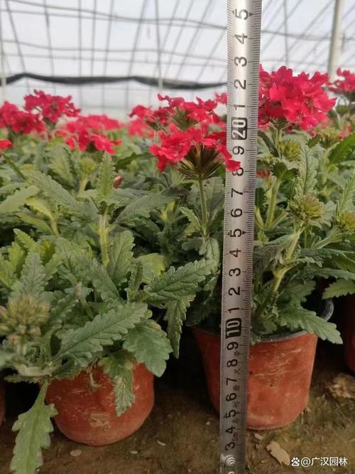 冬季美女樱怎么养？美女樱冬天室内开花吗？-第6张图片-优品飞百科