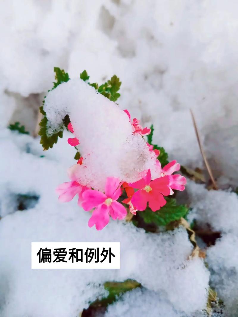 冬季美女樱怎么养？美女樱冬天室内开花吗？-第7张图片-优品飞百科