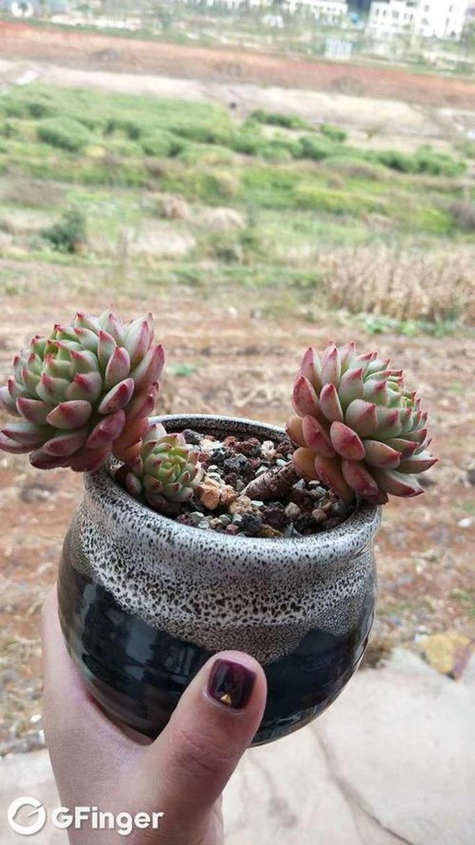 玫瑰莲怎么养，玫瑰莲老桩