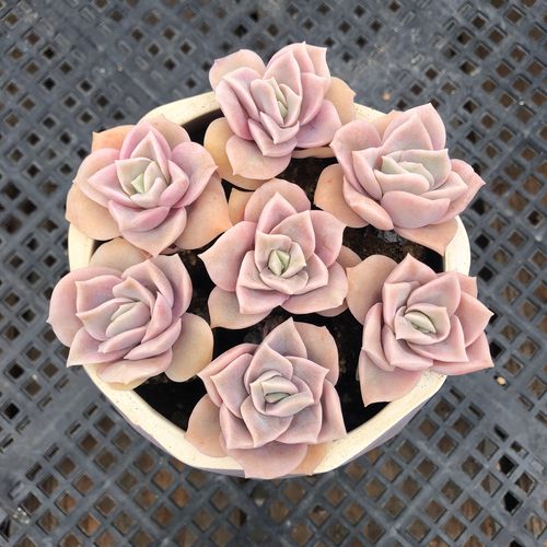 玫瑰莲怎么养，玫瑰莲老桩-第2张图片-优品飞百科