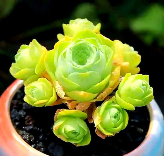 玫瑰莲怎么养，玫瑰莲老桩-第3张图片-优品飞百科