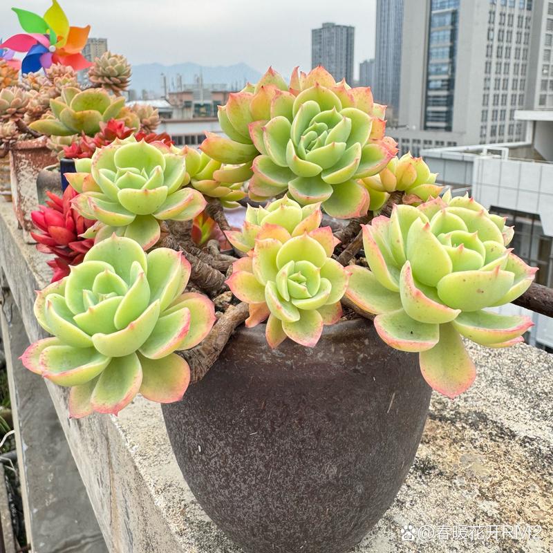 玫瑰莲怎么养，玫瑰莲老桩-第6张图片-优品飞百科