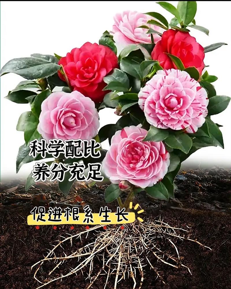 茶花用什么肥料好？兰花施什么肥好？-第2张图片-优品飞百科