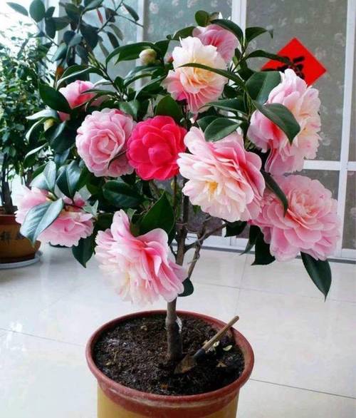 茶花用什么肥料好？兰花施什么肥好？-第3张图片-优品飞百科