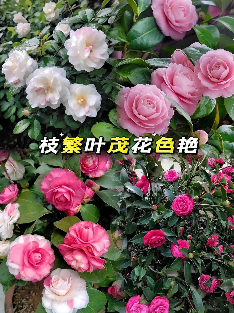 茶花用什么肥料好？兰花施什么肥好？-第4张图片-优品飞百科