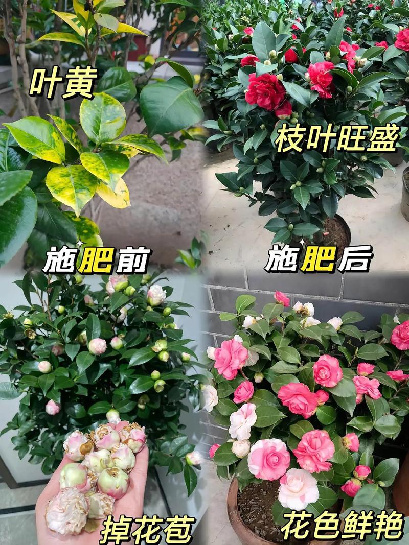 茶花用什么肥料好？兰花施什么肥好？-第7张图片-优品飞百科