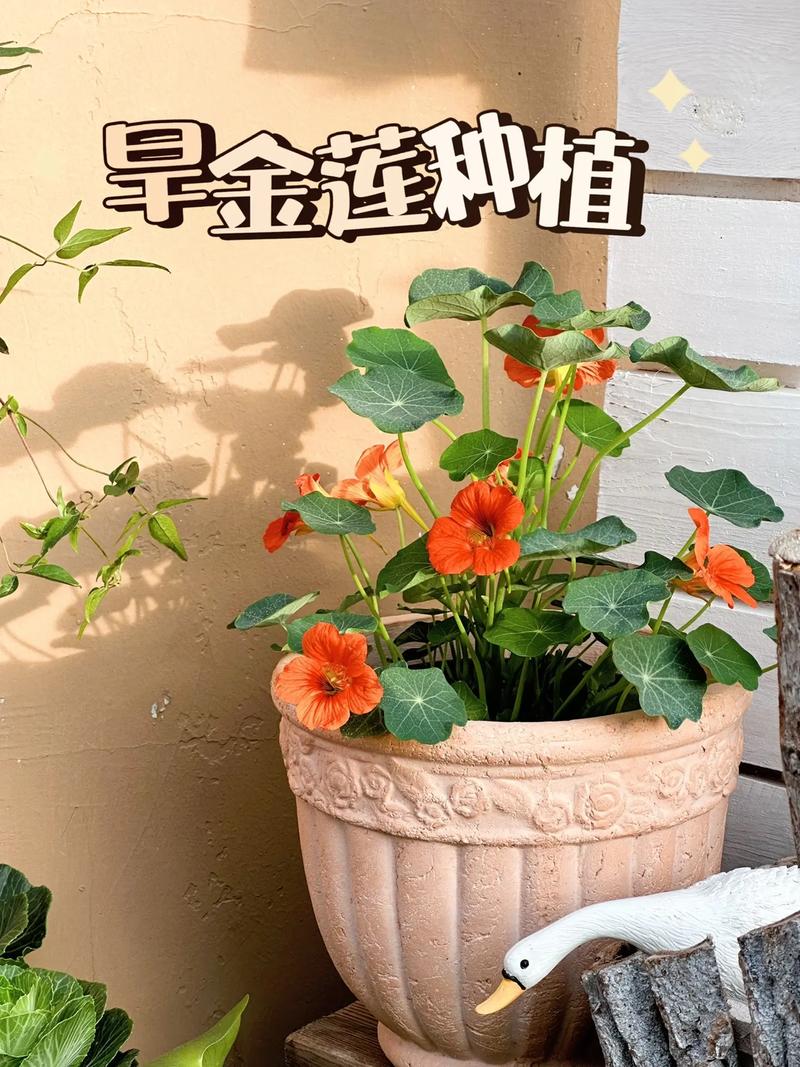旱金莲什么时候可以种，旱金莲什么时候种最佳