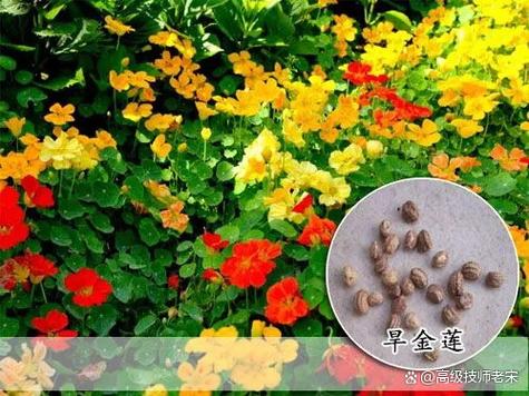 旱金莲什么时候可以种,旱金莲什么时候种最佳-第3张图片-优品飞百科 旱金莲什么时候可以种,旱金莲什么时候种最佳-第3张图片-优品飞百科
