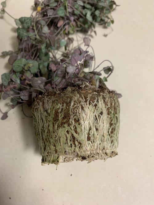 爱之蔓怎么繁殖，爱之蔓怎么种