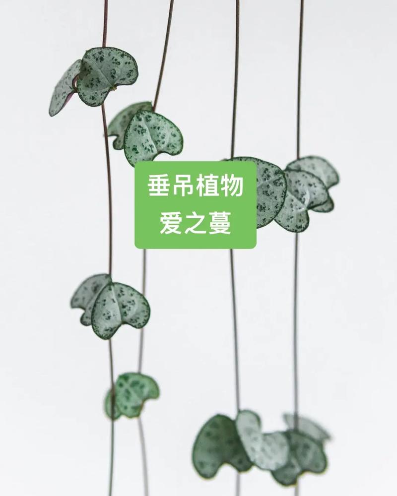爱之蔓怎么繁殖,爱之蔓怎么种-第2张图片-优品飞百科 爱之蔓怎么繁殖,爱之蔓怎么种-第2张图片-优品飞百科