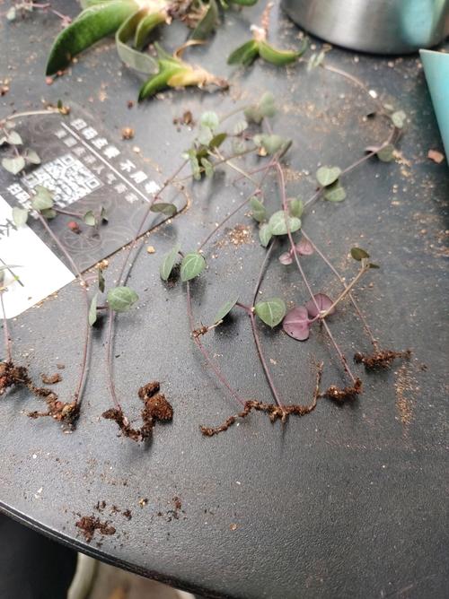 爱之蔓怎么繁殖,爱之蔓怎么种-第4张图片-优品飞百科 爱之蔓怎么繁殖,爱之蔓怎么种-第4张图片-优品飞百科