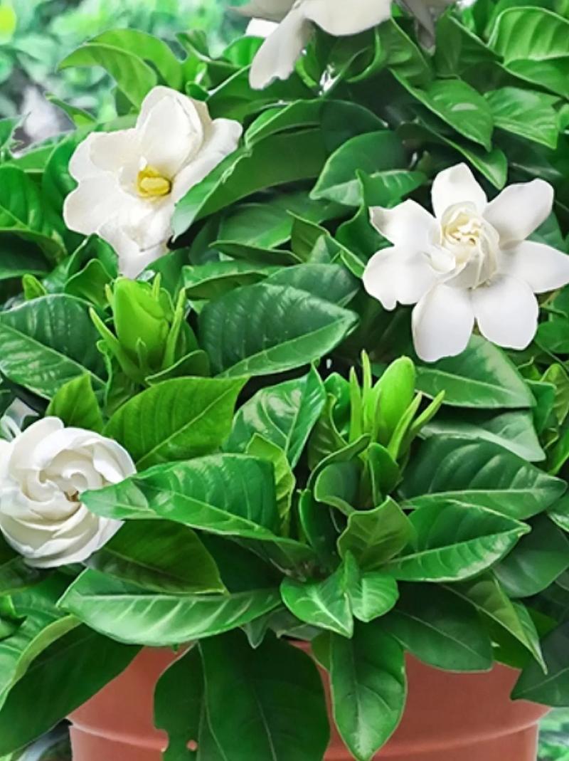 栀子花怎么多开花,栀子花怎么开花写句子-第3张图片-优品飞百科 栀子花怎么多开花,栀子花怎么开花写句子-第3张图片-优品飞百科