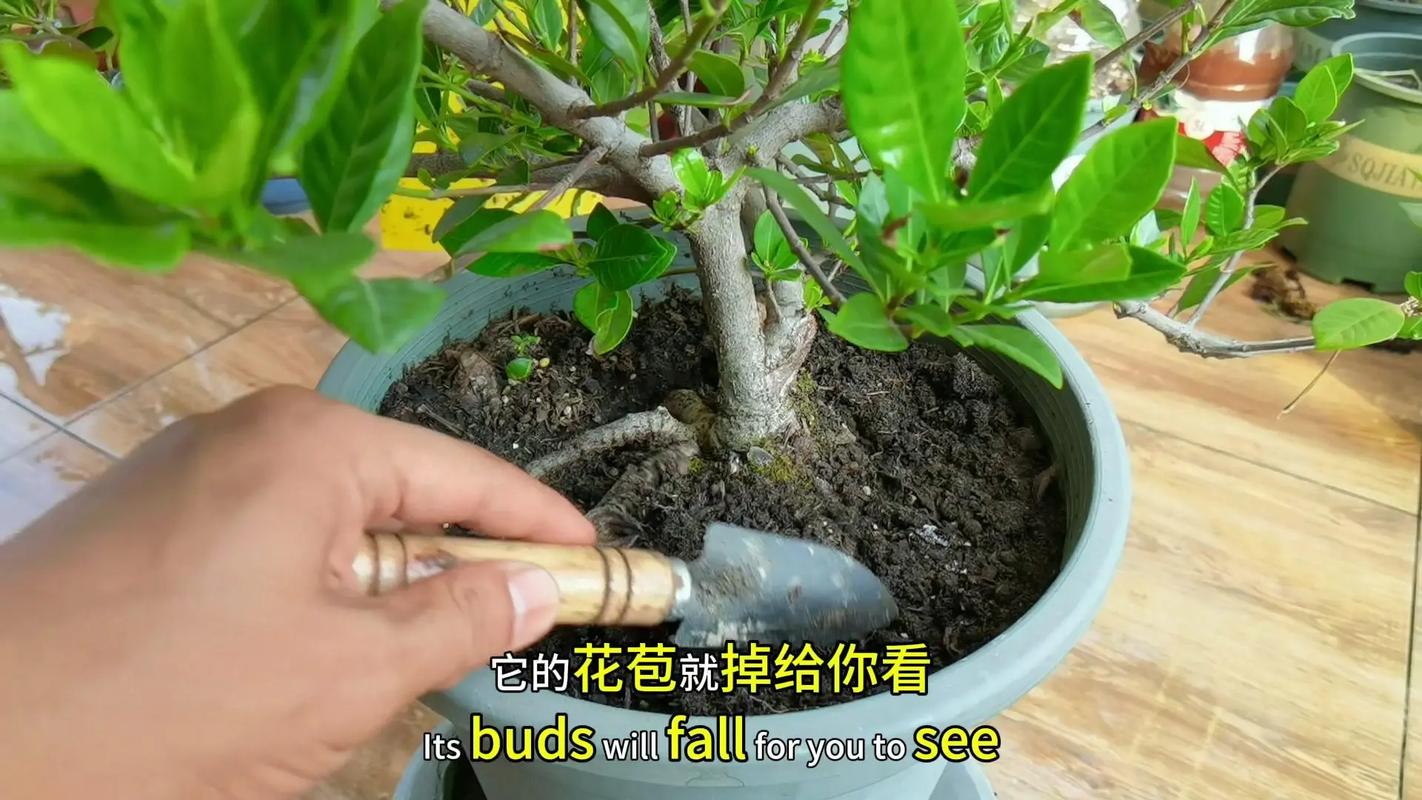 栀子花怎么多开花,栀子花怎么开花写句子-第5张图片-优品飞百科 栀子花怎么多开花,栀子花怎么开花写句子-第5张图片-优品飞百科