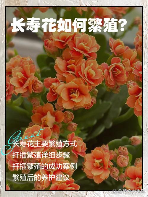 长寿花怎么繁殖，长寿花怎么繁殖方法