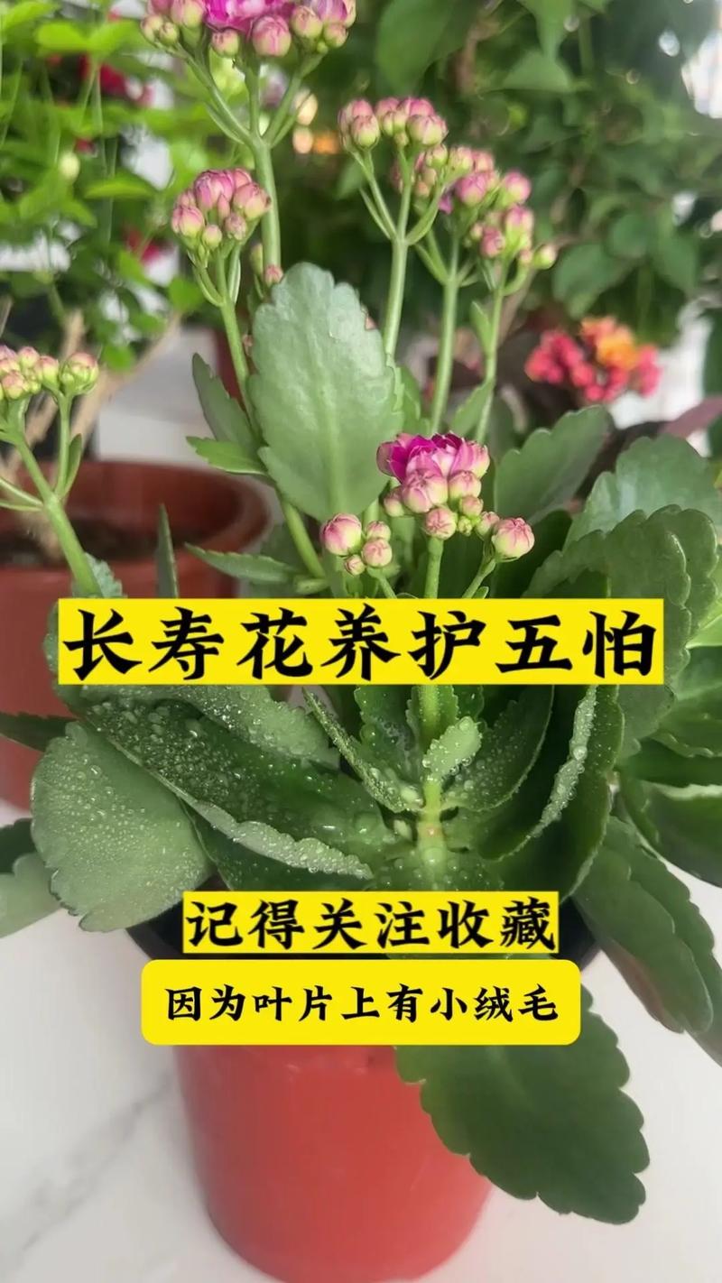 长寿花怎么繁殖，长寿花怎么繁殖方法-第2张图片-优品飞百科