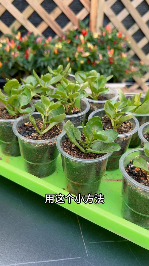 长寿花怎么繁殖，长寿花怎么繁殖方法-第4张图片-优品飞百科