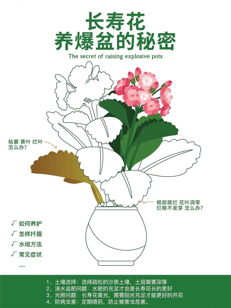长寿花怎么繁殖，长寿花怎么繁殖方法-第6张图片-优品飞百科