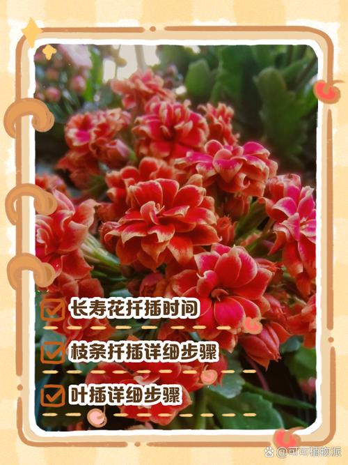 长寿花怎么繁殖，长寿花怎么繁殖方法-第7张图片-优品飞百科