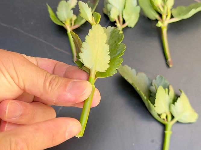 长寿花怎么繁殖，长寿花怎么繁殖方法-第8张图片-优品飞百科
