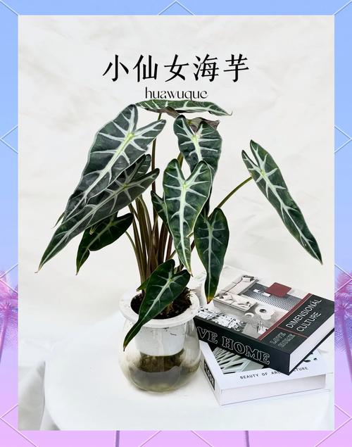 海芋的繁殖方法,海芋的繁殖方法视频?-第2张图片-优品飞百科 海芋的繁殖方法,海芋的繁殖方法视频?-第2张图片-优品飞百科