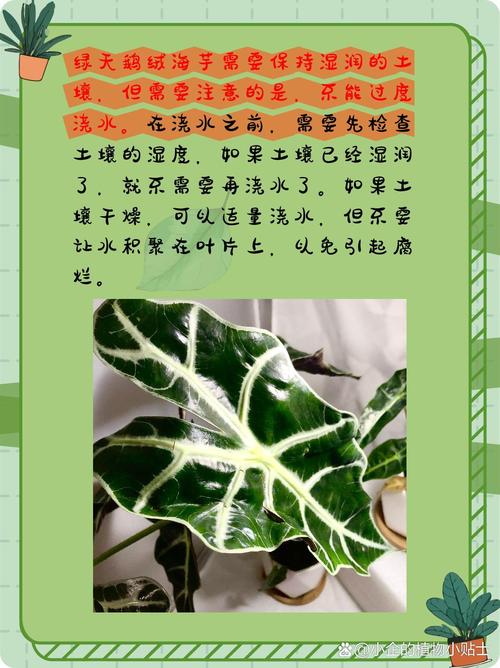 海芋的繁殖方法,海芋的繁殖方法视频?-第3张图片-优品飞百科 海芋的繁殖方法,海芋的繁殖方法视频?-第3张图片-优品飞百科