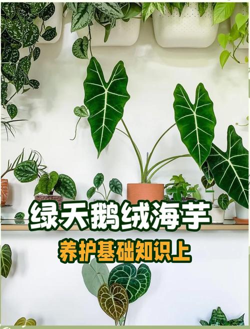 海芋的繁殖方法,海芋的繁殖方法视频?-第5张图片-优品飞百科 海芋的繁殖方法,海芋的繁殖方法视频?-第5张图片-优品飞百科