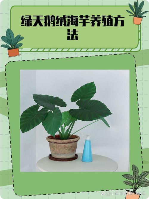 海芋的繁殖方法,海芋的繁殖方法视频?-第4张图片-优品飞百科 海芋的繁殖方法,海芋的繁殖方法视频?-第4张图片-优品飞百科