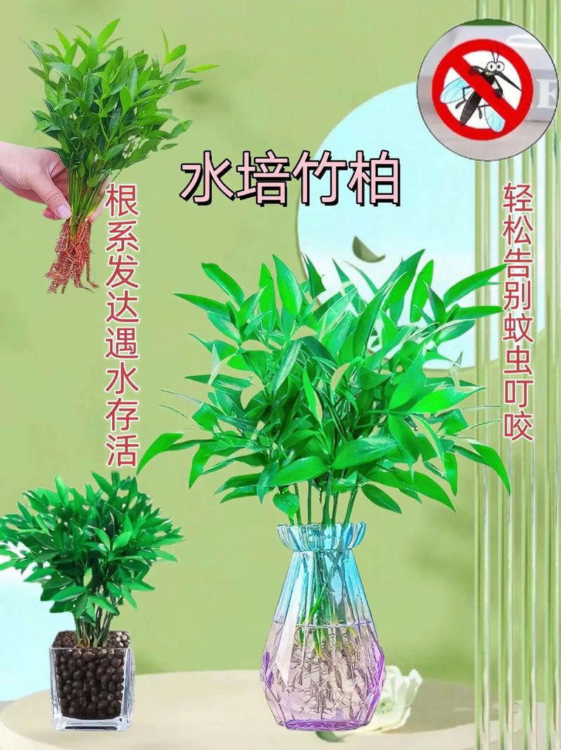 水养竹子太高从哪里剪？水养的竹子长太高可以掐尖吗？