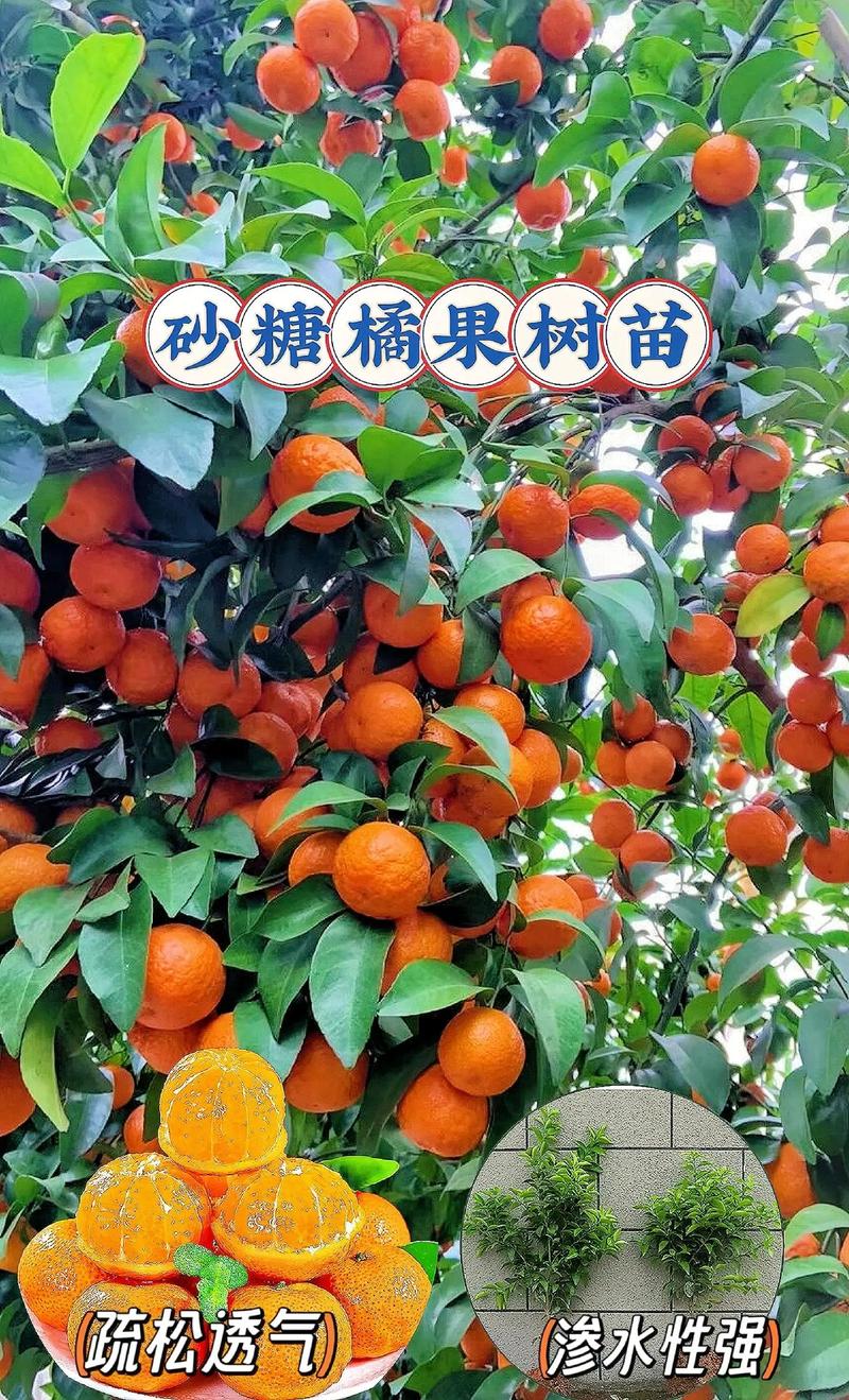沙糖桔种植条件，沙糖桔的种植技术与管理？