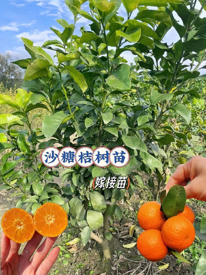 沙糖桔种植条件，沙糖桔的种植技术与管理？-第2张图片-优品飞百科