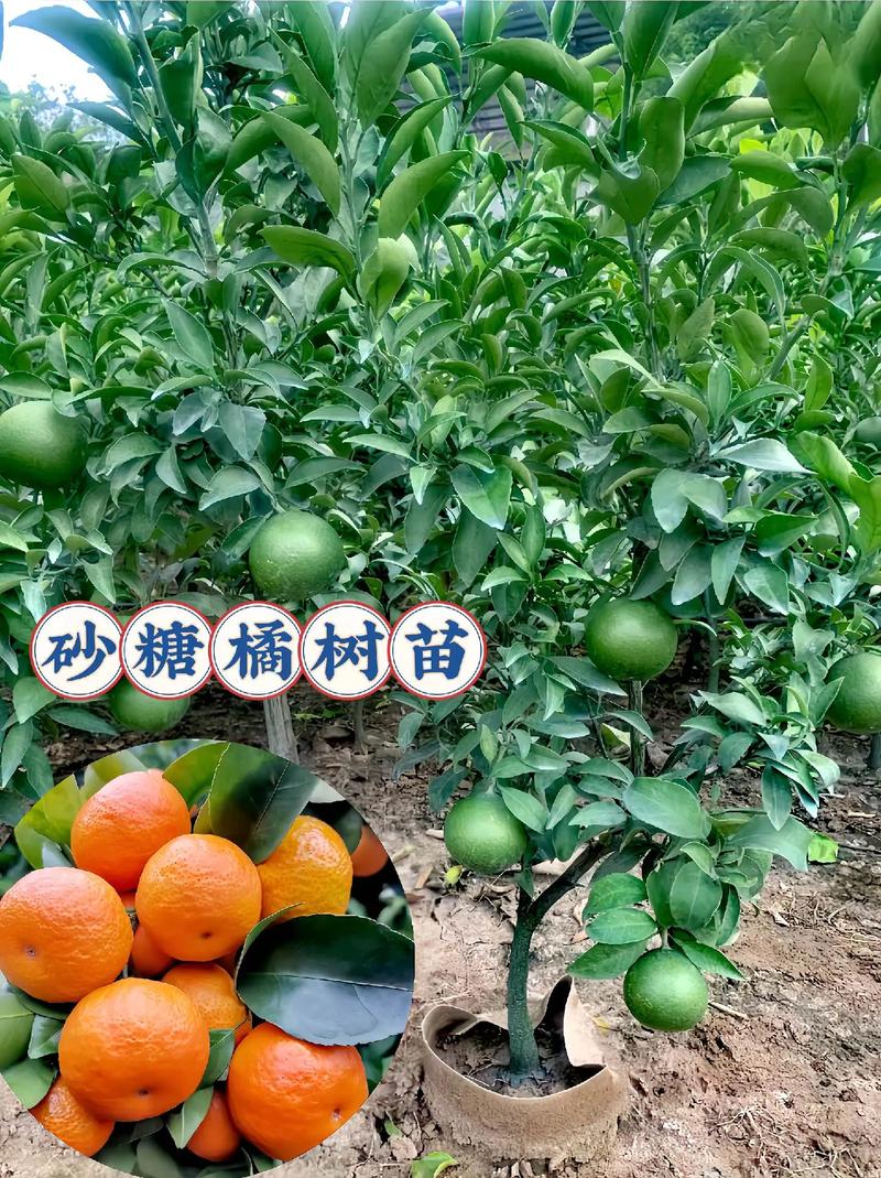 沙糖桔种植条件，沙糖桔的种植技术与管理？-第3张图片-优品飞百科